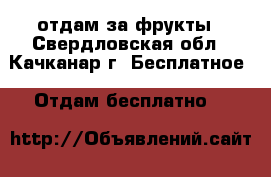отдам за фрукты - Свердловская обл., Качканар г. Бесплатное » Отдам бесплатно   